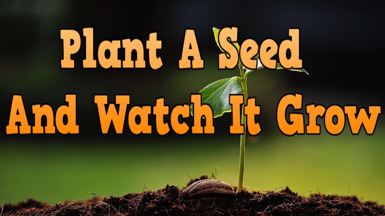 ED Lapiz Preaching - ''Plant A Seed And Watch It Grow''