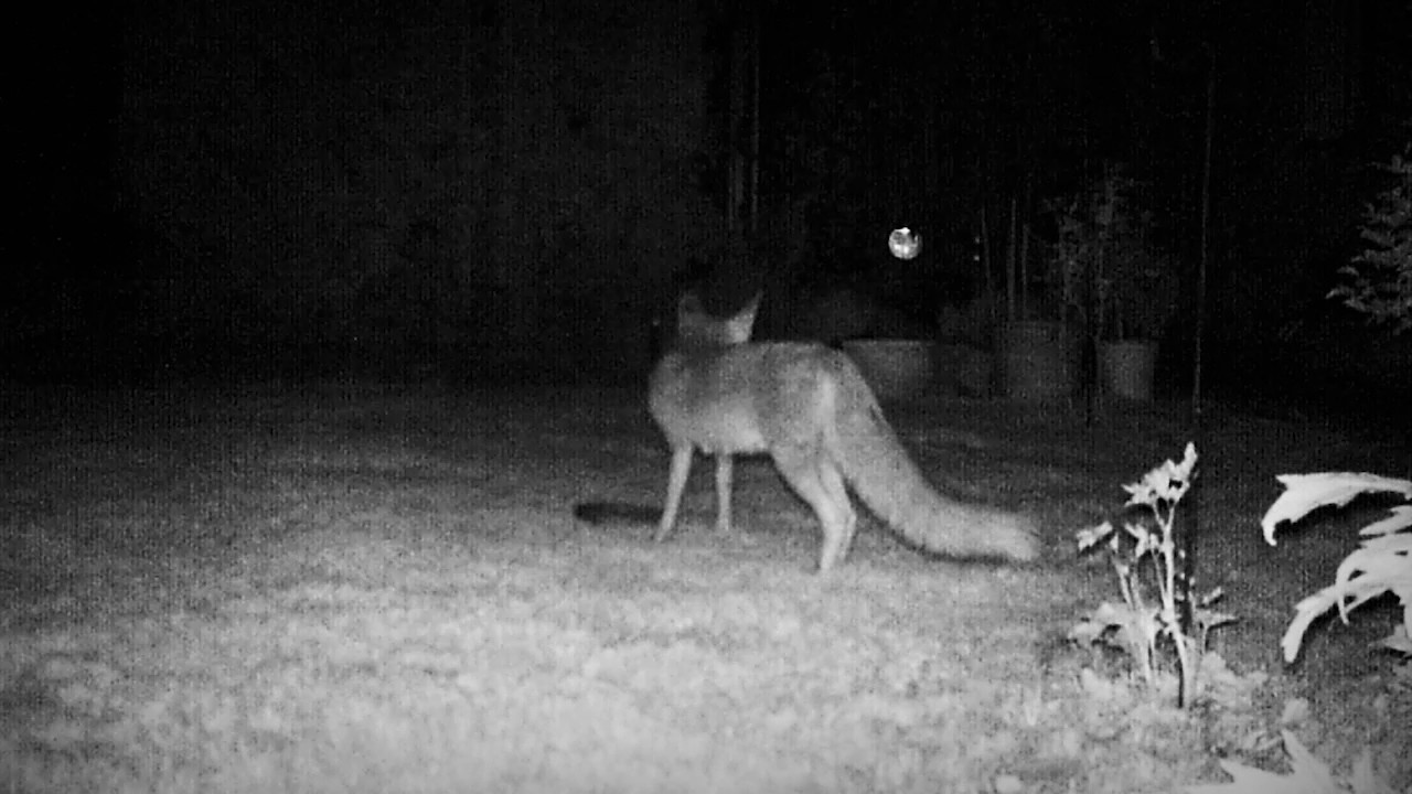 Fuchs in Gomaringen unterwegs