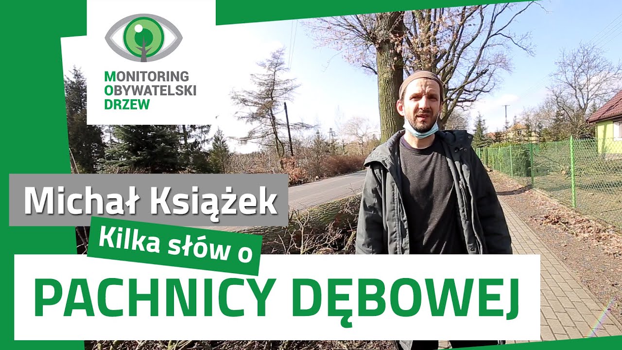Michał Książek: Pachnica dębowa - co to takiego i gdzie występuje?