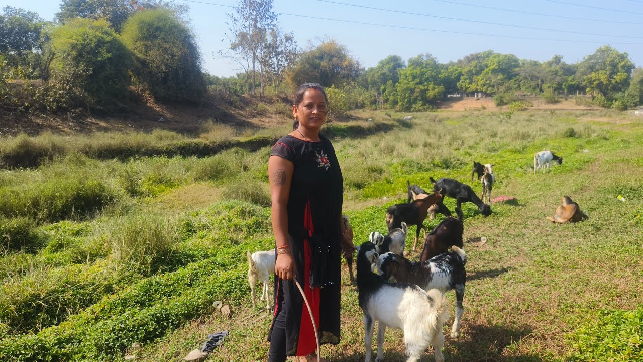 bijali bhabhi bakri charai#vlog #sports me support me guys my channel subscribe kijiye doston #🙏