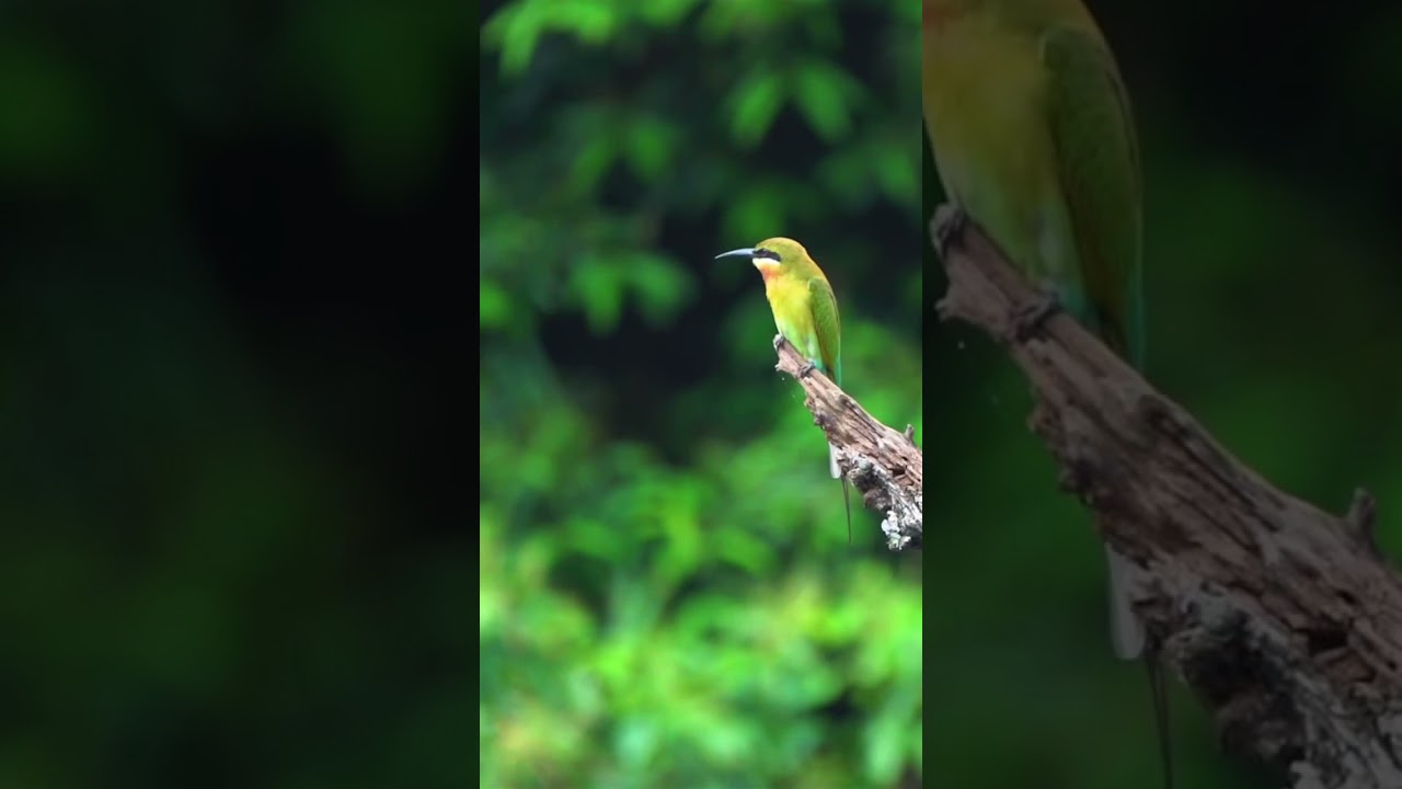 Blue-tailed bee-eater hunting: target locked on! #singapore #bird #wildlife #beeeater
