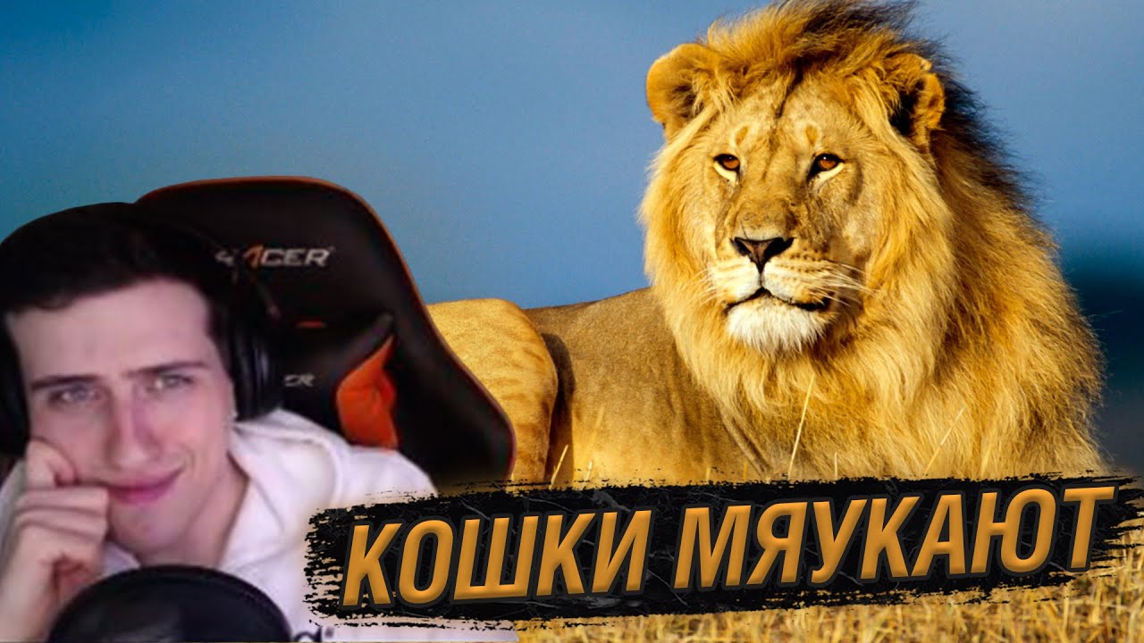 Hellyeahplay смотрит: Как мяукают большие кошки