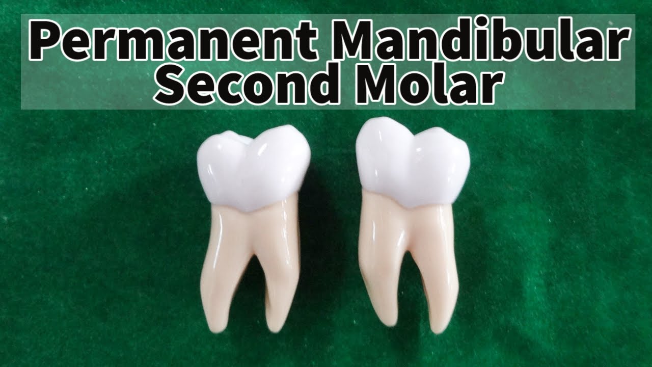 Mandibular Permanent Second Molar