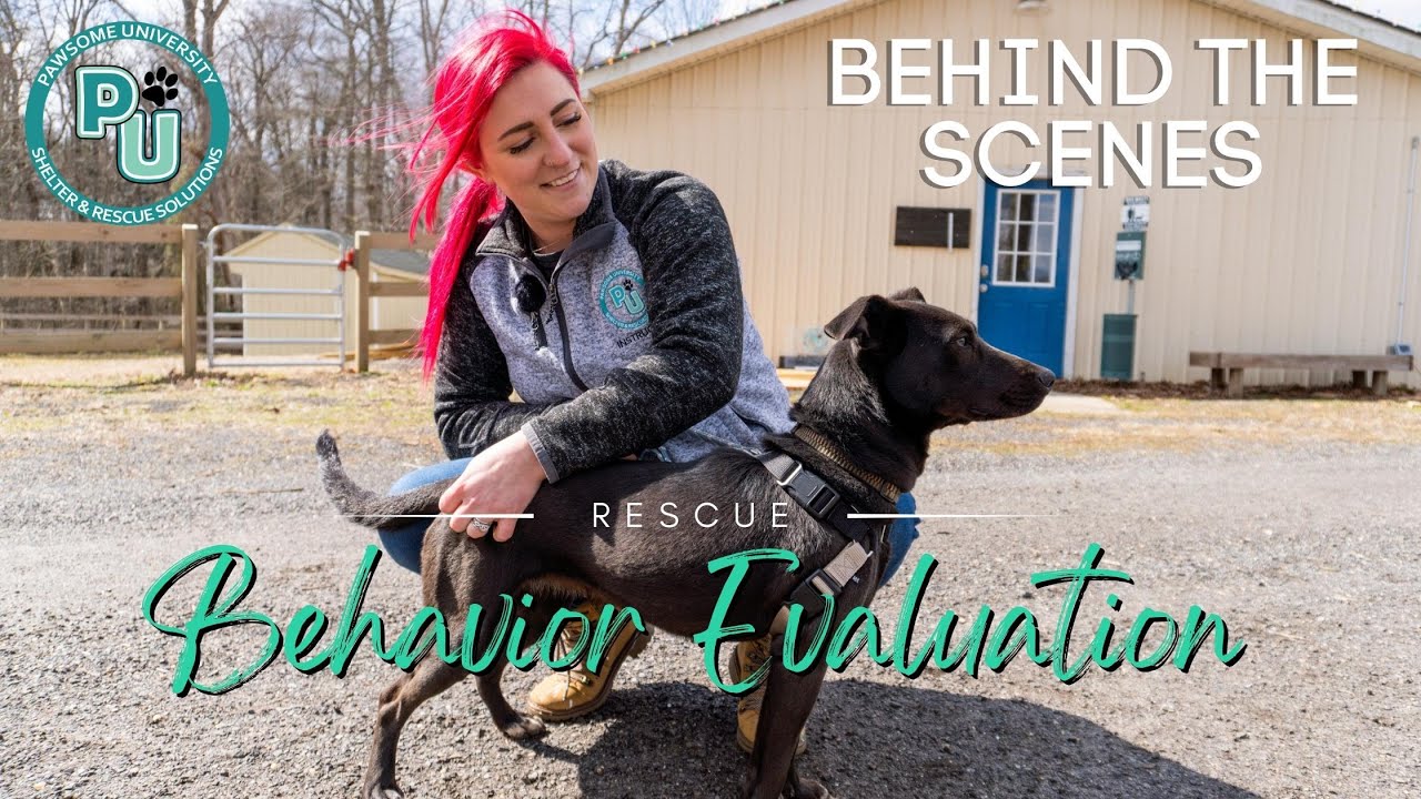 Behind The Scenes - Rescue Dog Behavior Evaluation