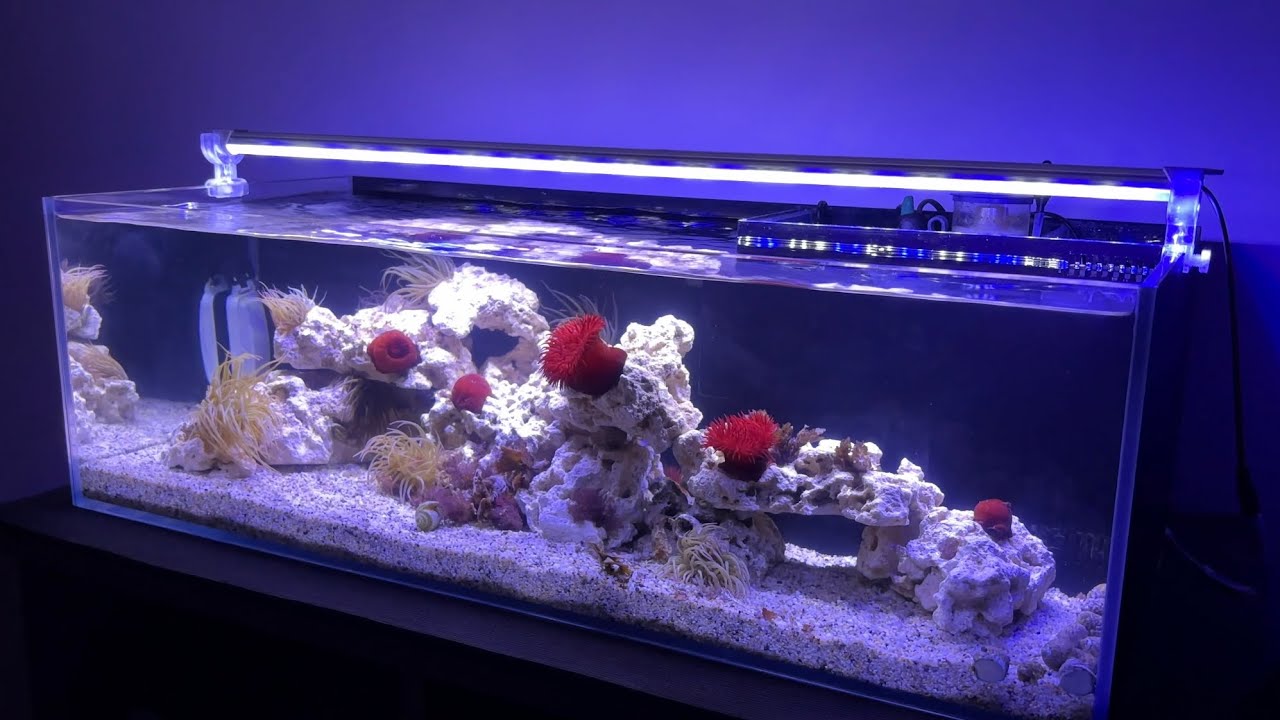 СРЕДИЗЕМНОМОРСКИЙ МОРСКОЙ АКВАРИУМ / Уход за кораллами и их кормление (4K UHD)
