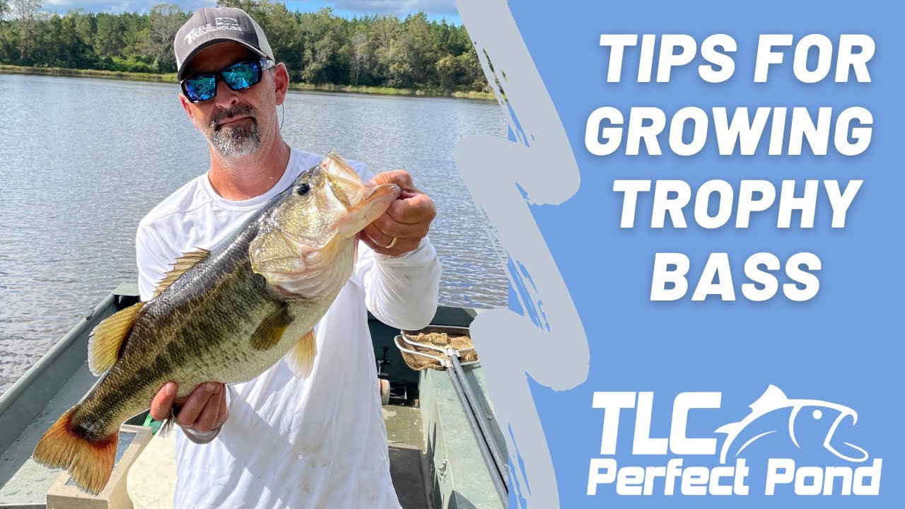 WE GREW THESE MONSTER BASS IN JUST FOUR YEARS!