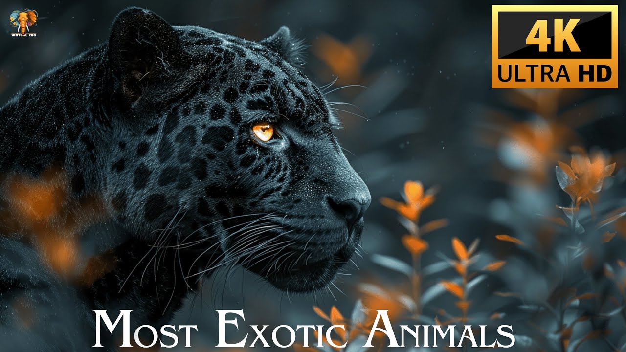 MOST EXOTIC ANIMALS 4K ULTRA HD