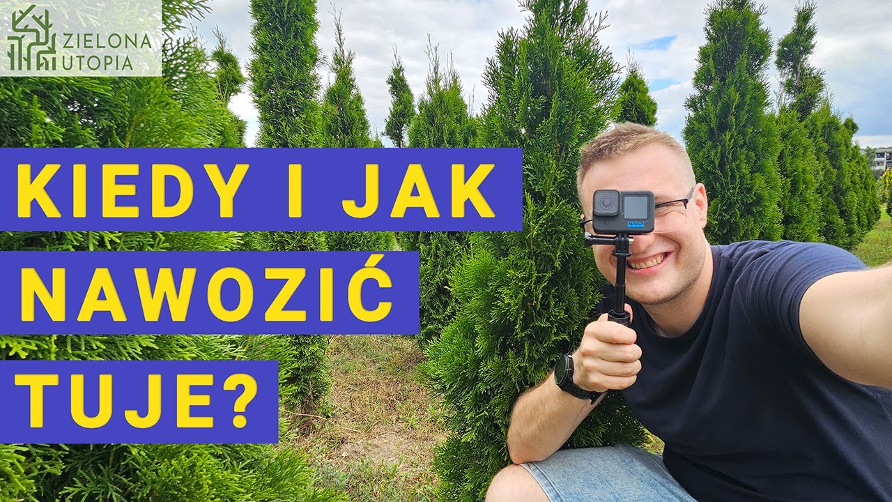 Kiedy i Jak Nawozić Tuje? 🌲Krzewy Iglaste do Ogrodu 🌲 Jak Nawozić Żywotnik?