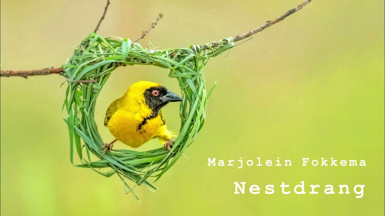 Nestdrang