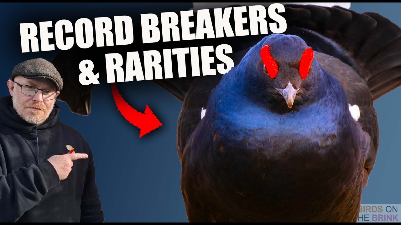 Рекордсмены: малая чайка и тонущая тетеревка &ndash; редкое приключение по наблюдению за птицами в Вели...