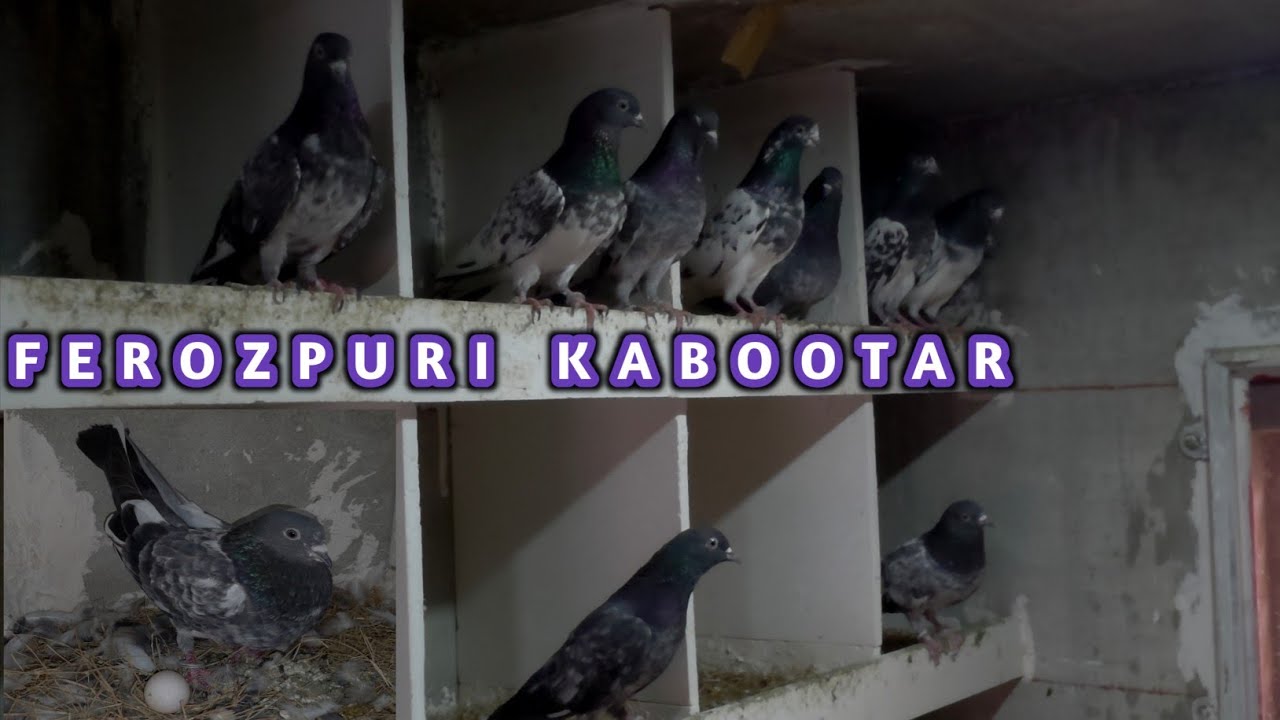 Ferozpuri Pigeons Breeding Progress