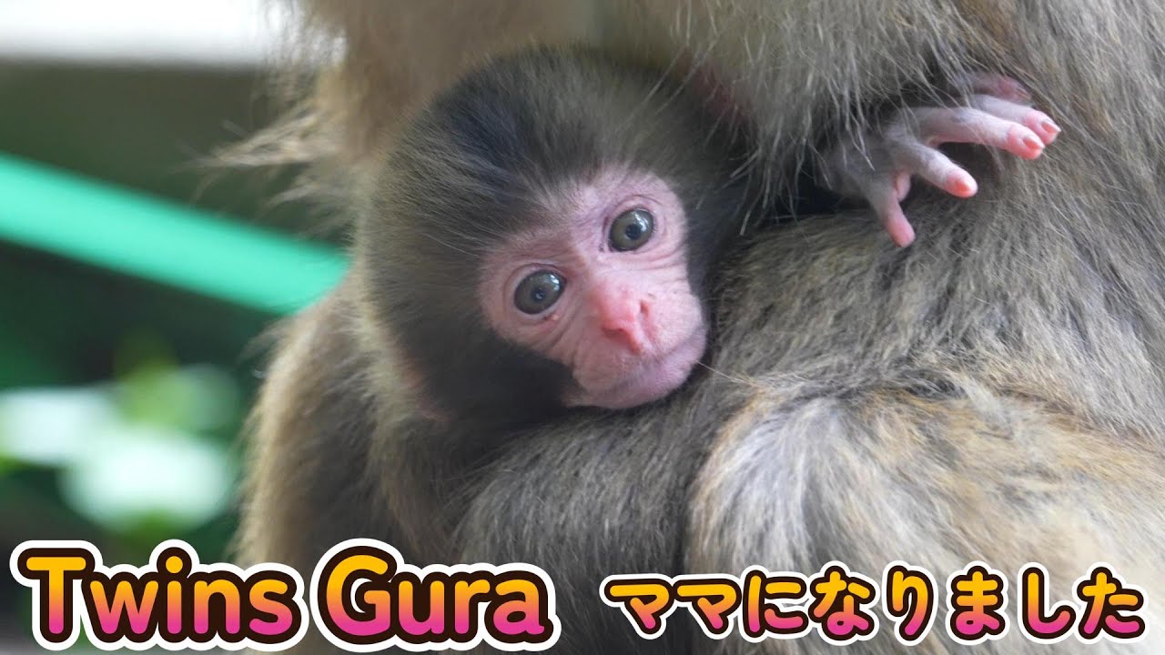 【赤ちゃん・ニホンザル・４K動画】Twins Gura 双子ちゃんモドキのグラがママになりました！