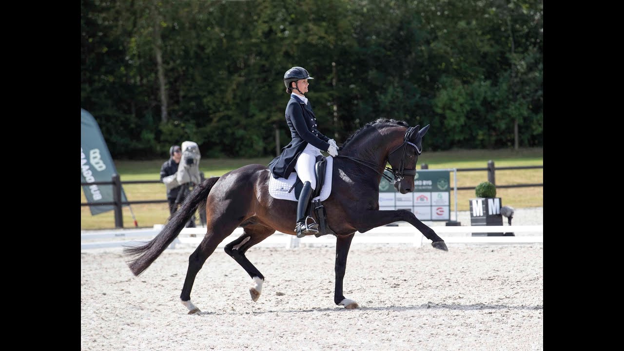Franklin - Stallion Collection Schockemoehle & Helgstrand 2021 ENG