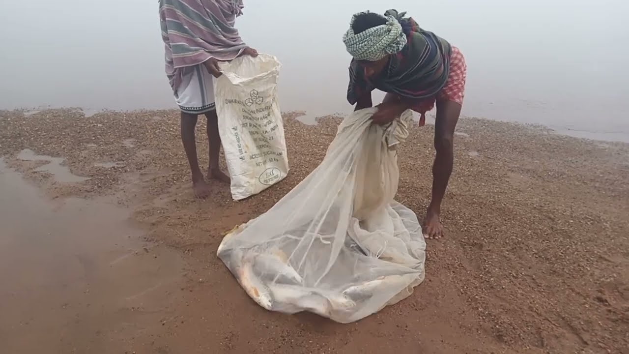 Amazing Net Fishing Video || Best Net Fishing Video || Village Net Fishing New Video || Tel Nadi ||