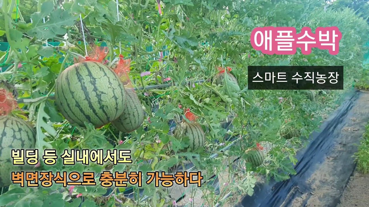애플수박,도시 빌딩 스마트수직농장하며 원예치유로 치매예방