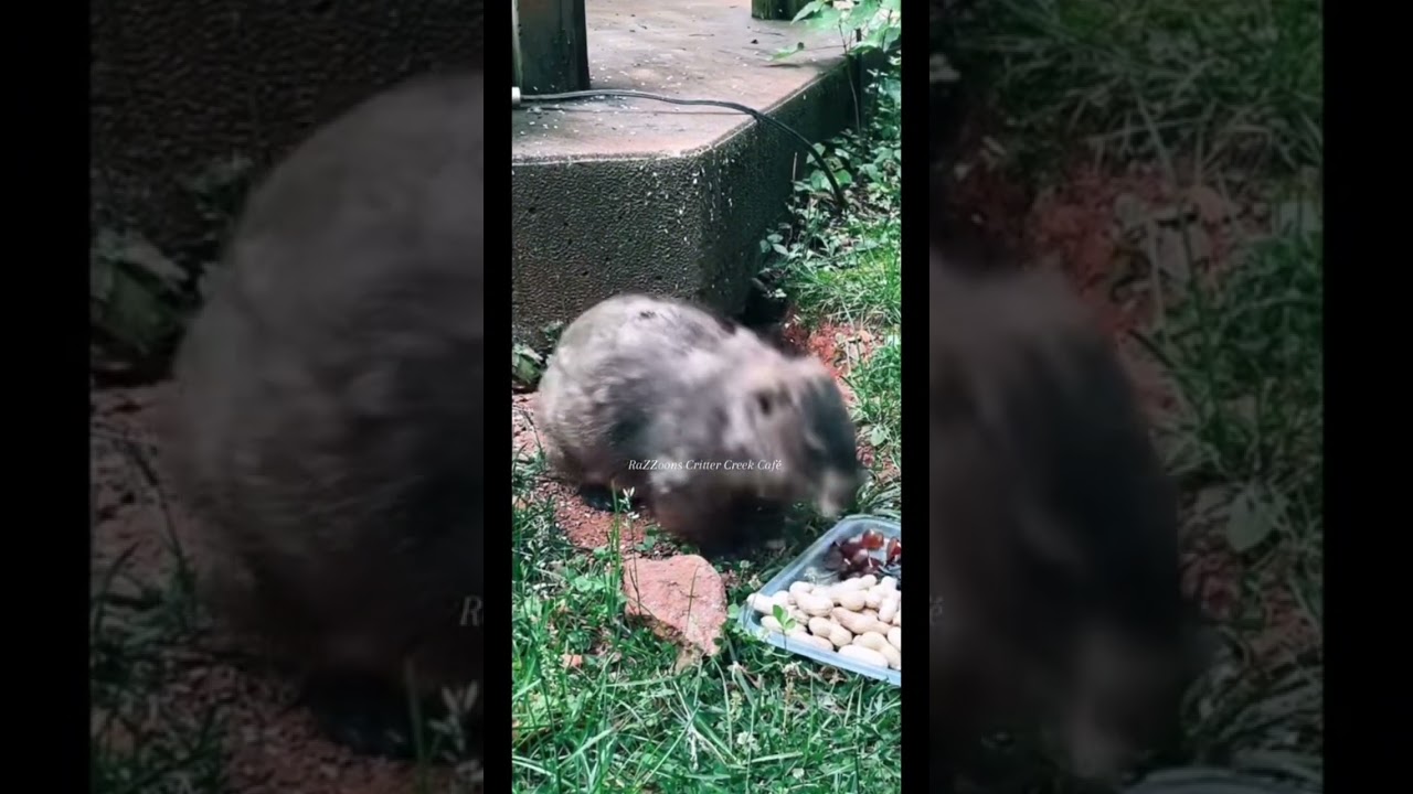 Groundhog ASMR