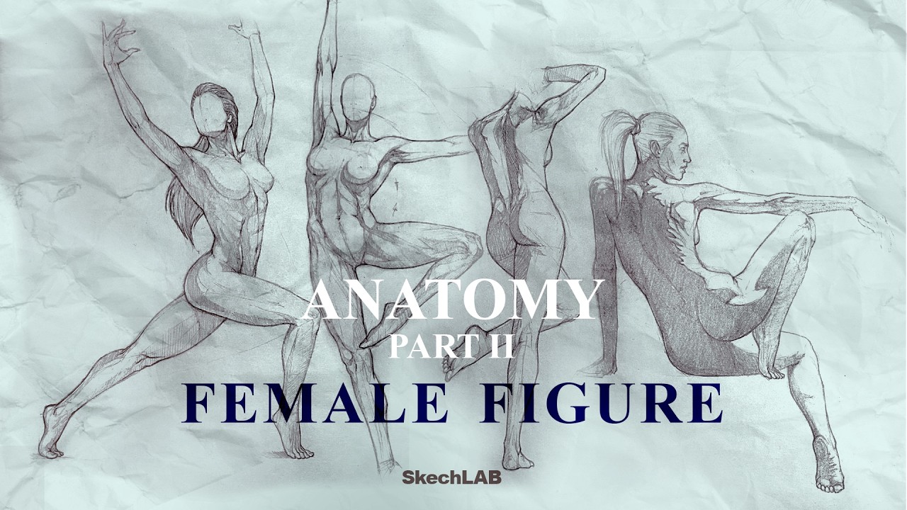 DRAWING FEMALE ANATOMY | Basics Explained + Poses | SkechLAB