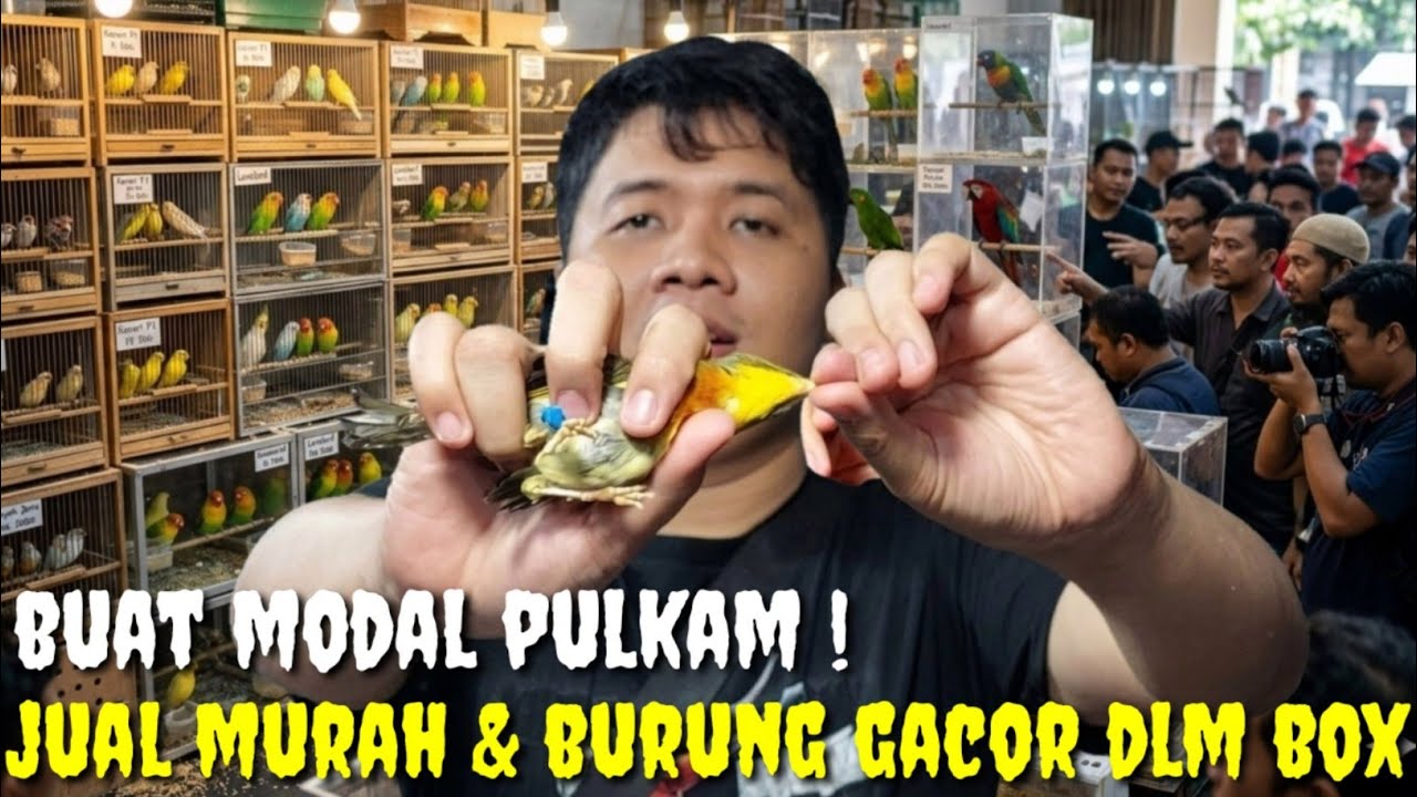 JUAL MURAH BUAT MODAL PULKAM ! KETEMU BURUNG BAHAN RASA GACOR DALAM BOX