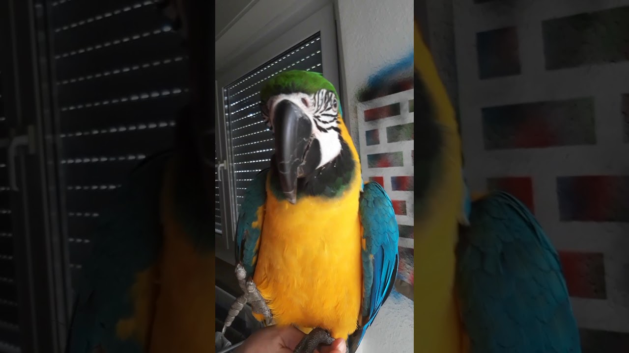 Ara ararauna Loluś❤ gadająca papuga 😊 Piąteczka 🤚