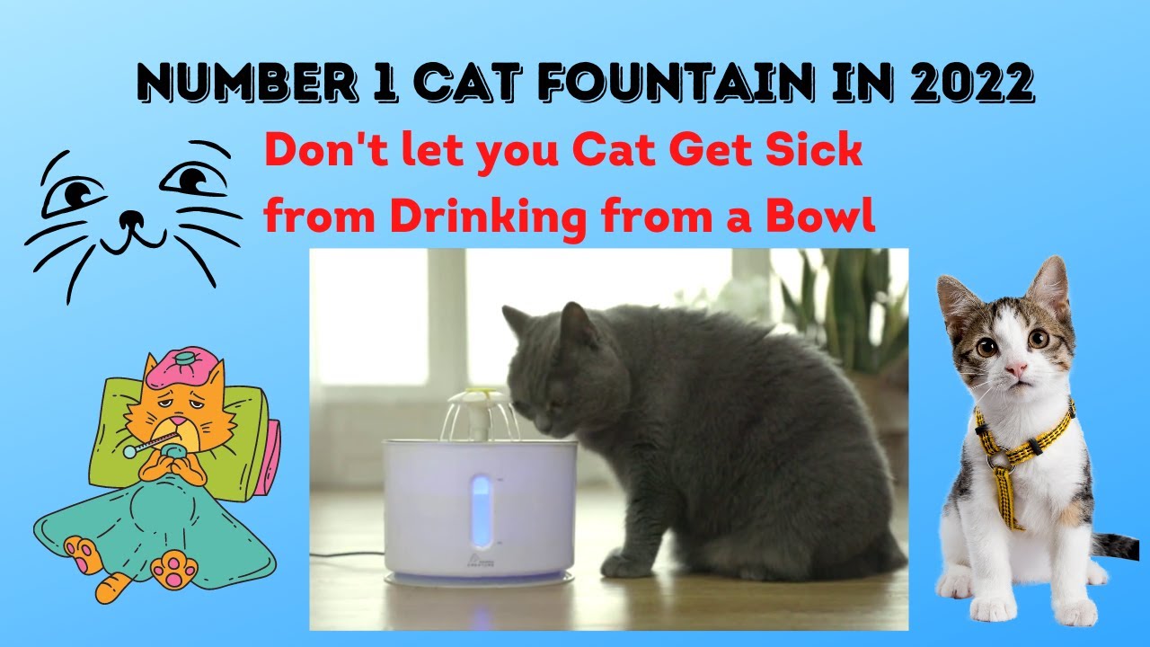 Number One Cat Fountain in 2022 Cat's Hate Water In A Bowl, Still standing water can make them sick
