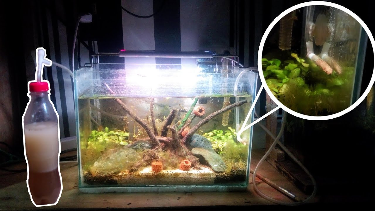HOW TO: Diy Co2 for Planted Tanks