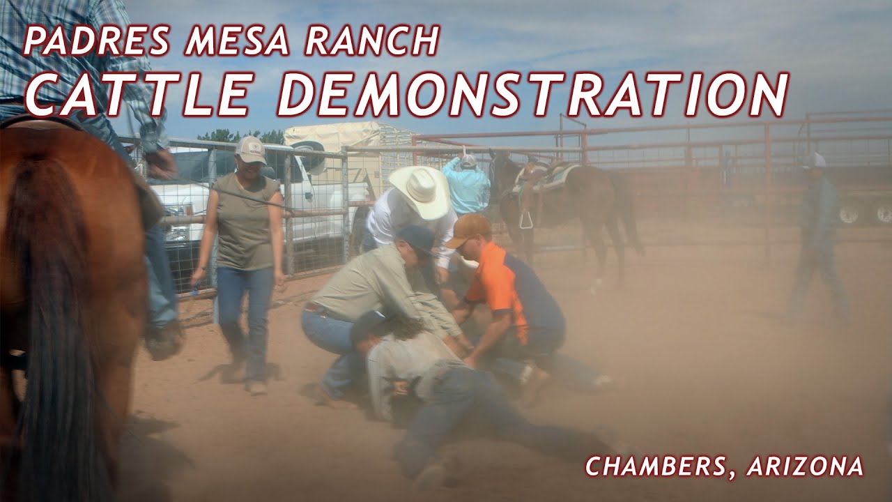 Cattle Demonstration | Padres Mesa Ranch - Chambers, Arizona