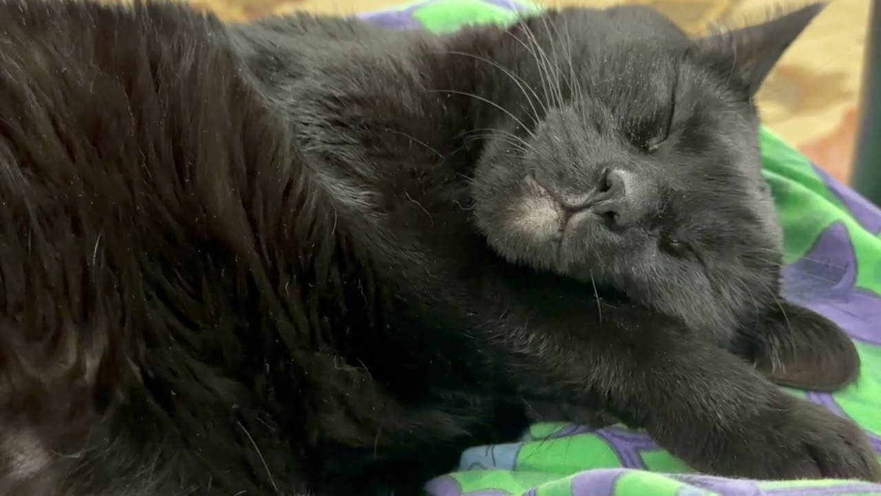 Cute Precious Piper Sleeps Sweetly - My Adopted Shelter Cat Vlog