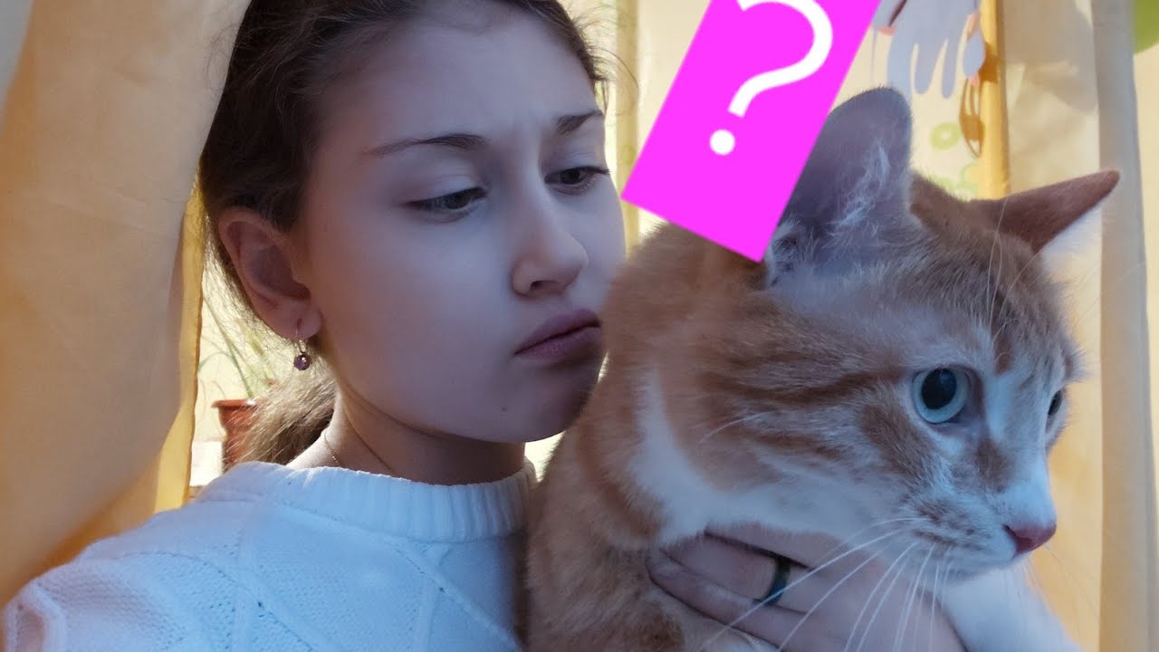 Где МОЙ кот? 🐱