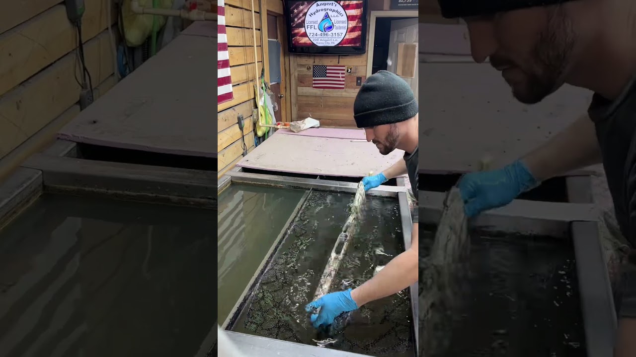 Hydro dipping stocks 