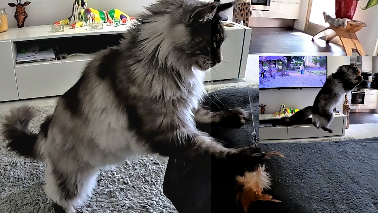 LYNX or DOG CAT ?? Playing with GIANT MAINE COON CAT HELIOS // WORLD'S BIGGEST CAT