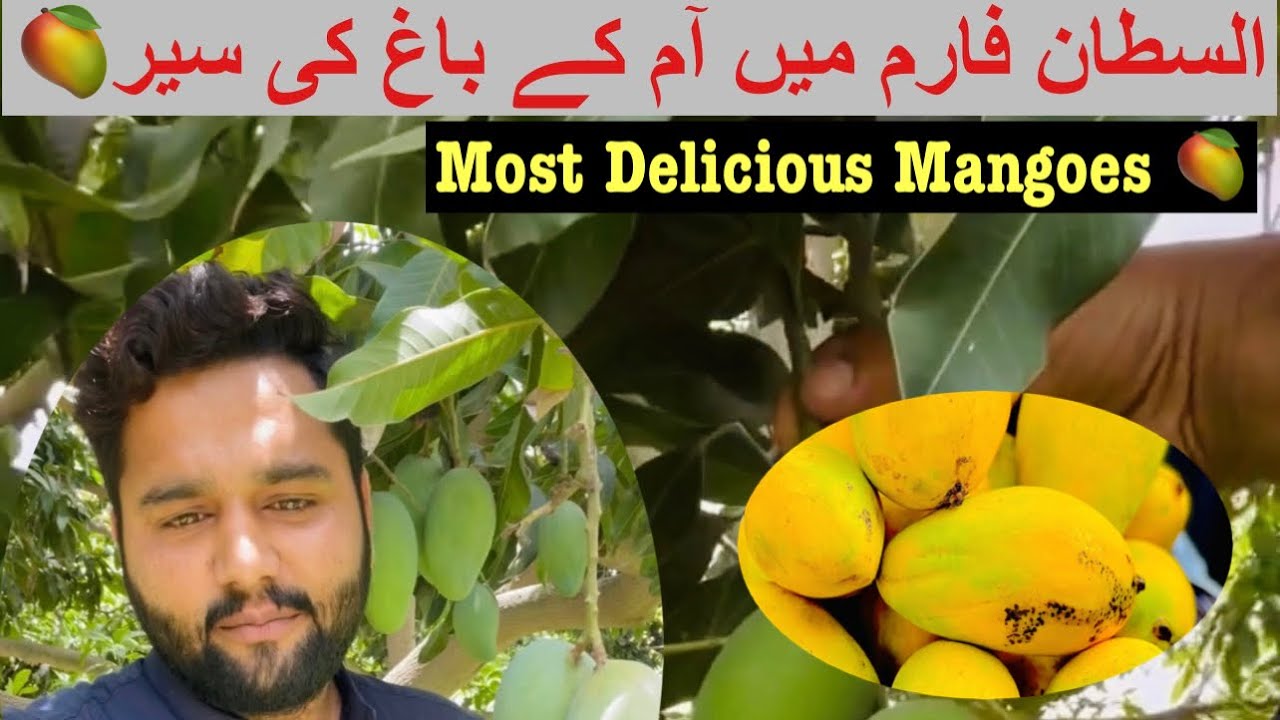 Chaunsa & Sindhi Mangoes | Amazing Mango Garden in Pakistan - Fresh Mangoes
