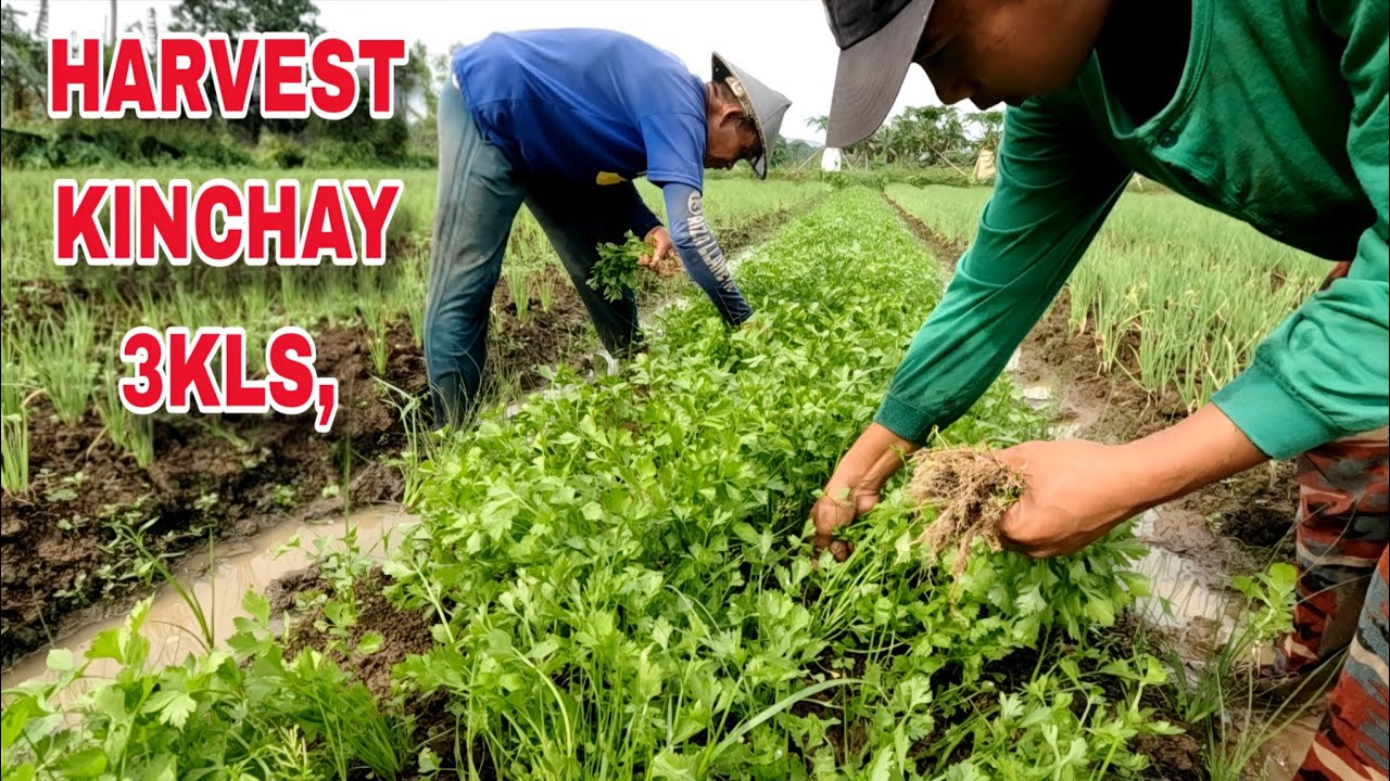 KINCHAY harvest subrang nakakatuwa