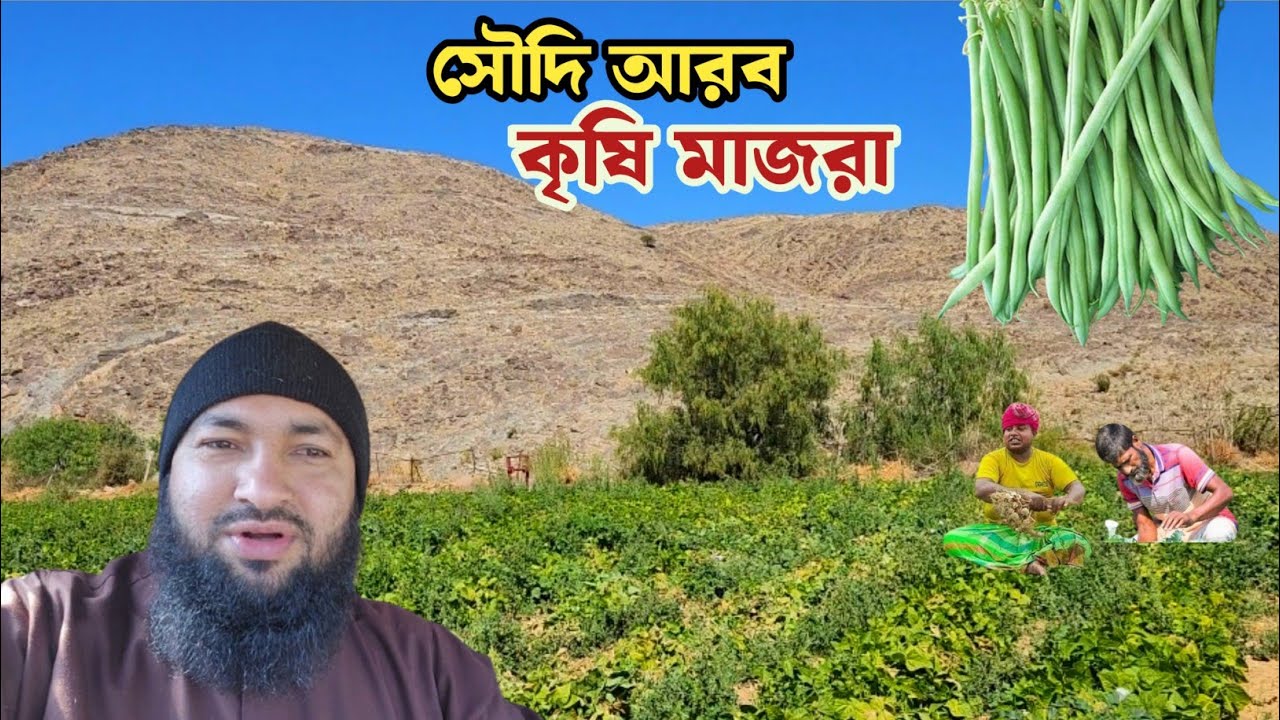 সৌদি আরব মাজরা বা কৃষিক্ষেত। পাহাড়ের নিছেবগড়ে উঠেছে সবজির মাজরা। Saudi Arab Agricultural Fields. V52