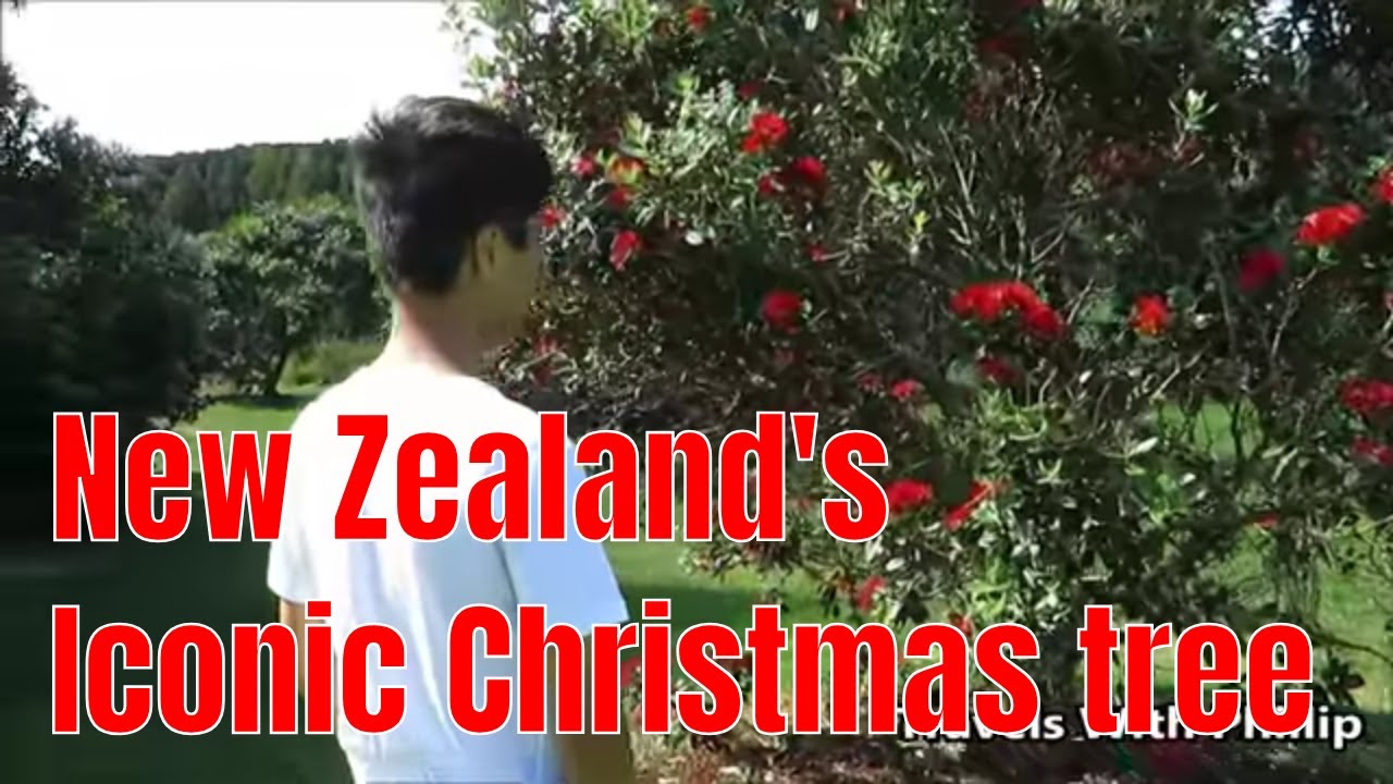 Pohutukawa tree, New Zealand’s iconic Christmas tree.