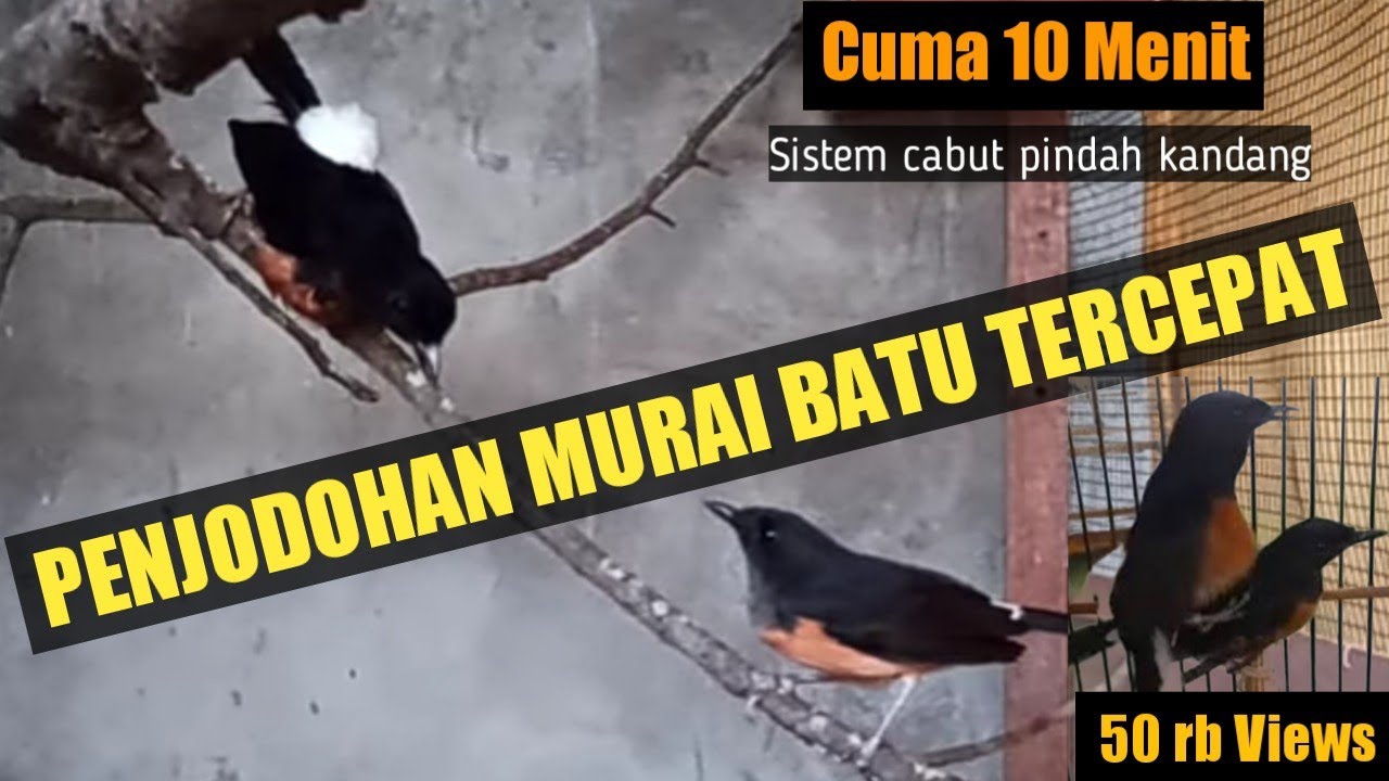 Penjodohan murai batu tercepat‼️hanya 10 menit saja❓ #MuraiBatuMedan #EggStimulant #TernakMuraiBatu