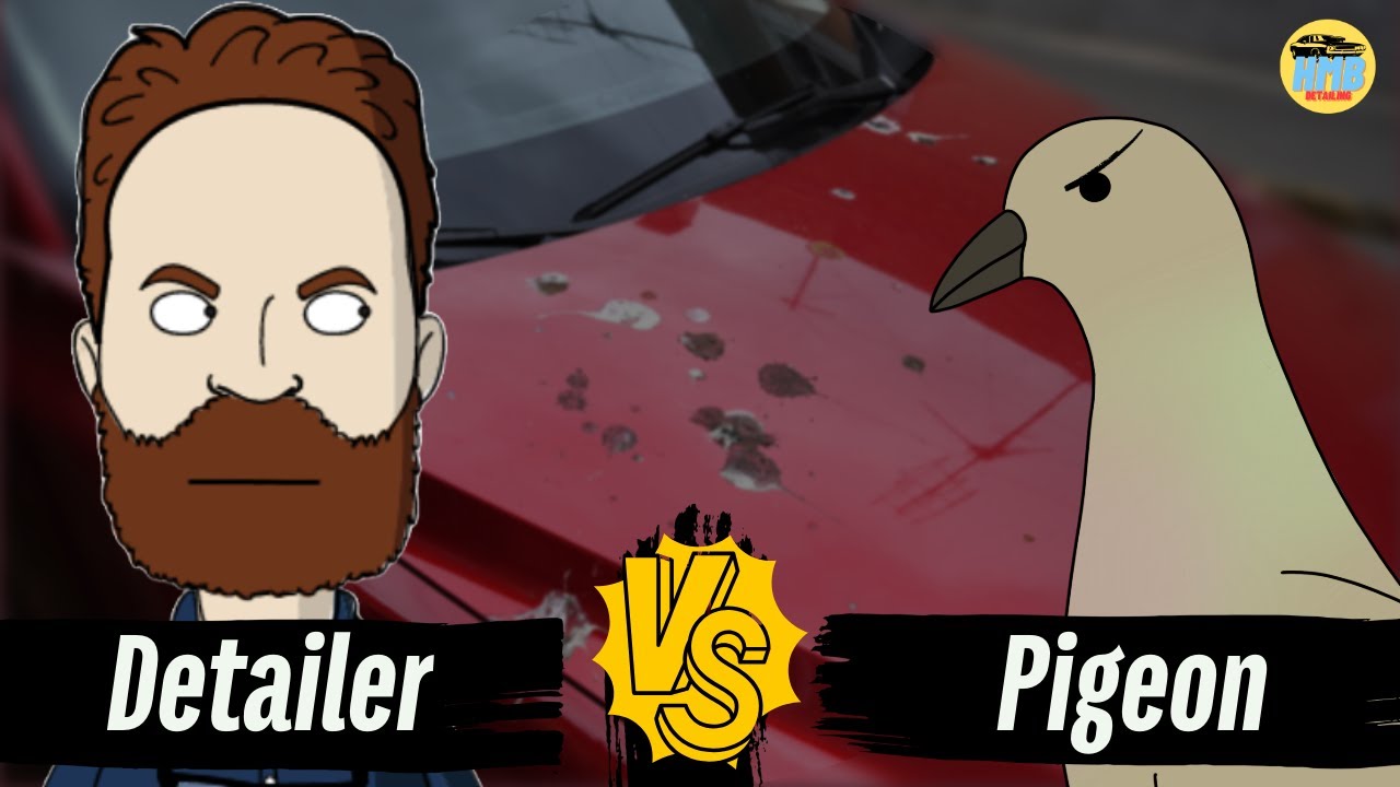 How to remove Bird Poop Stains from Car Paint