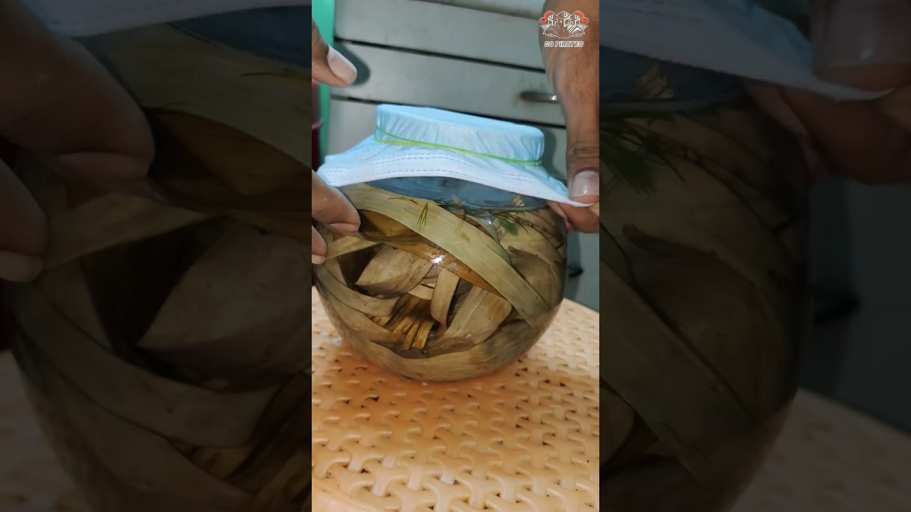 how to culture infusoria with banana leaf 