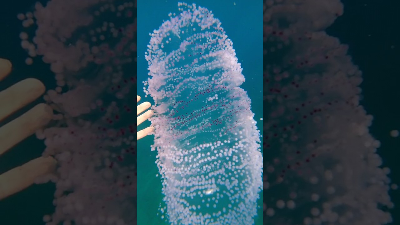 Diamondback Squid egg mass.