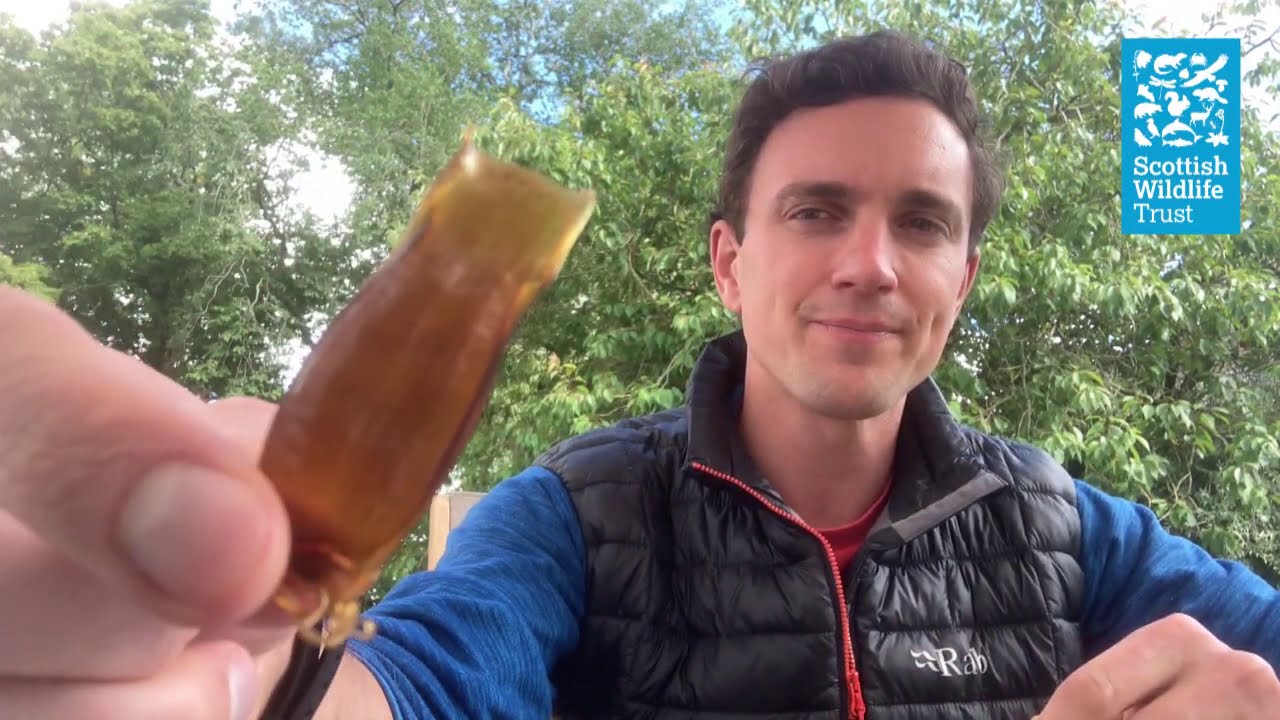 Take a closer look at mermaid's purses