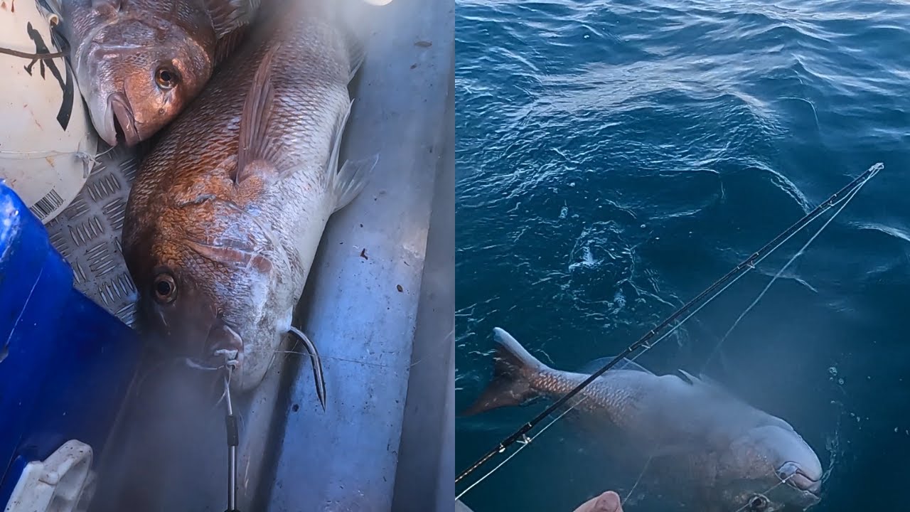 72CM SNAPPER!? - Kapiti coast fishing on 11ft dinghy