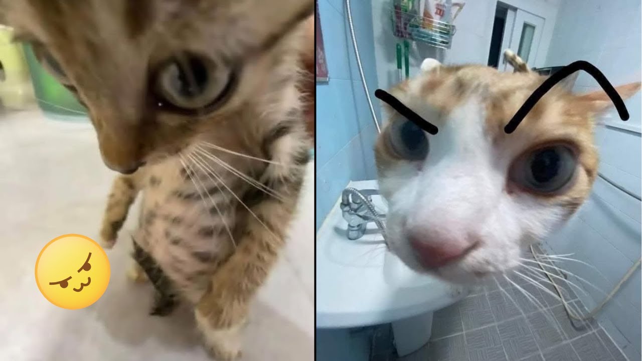 🐶Estos Animales Graciosos Te Alegrarán 😂
