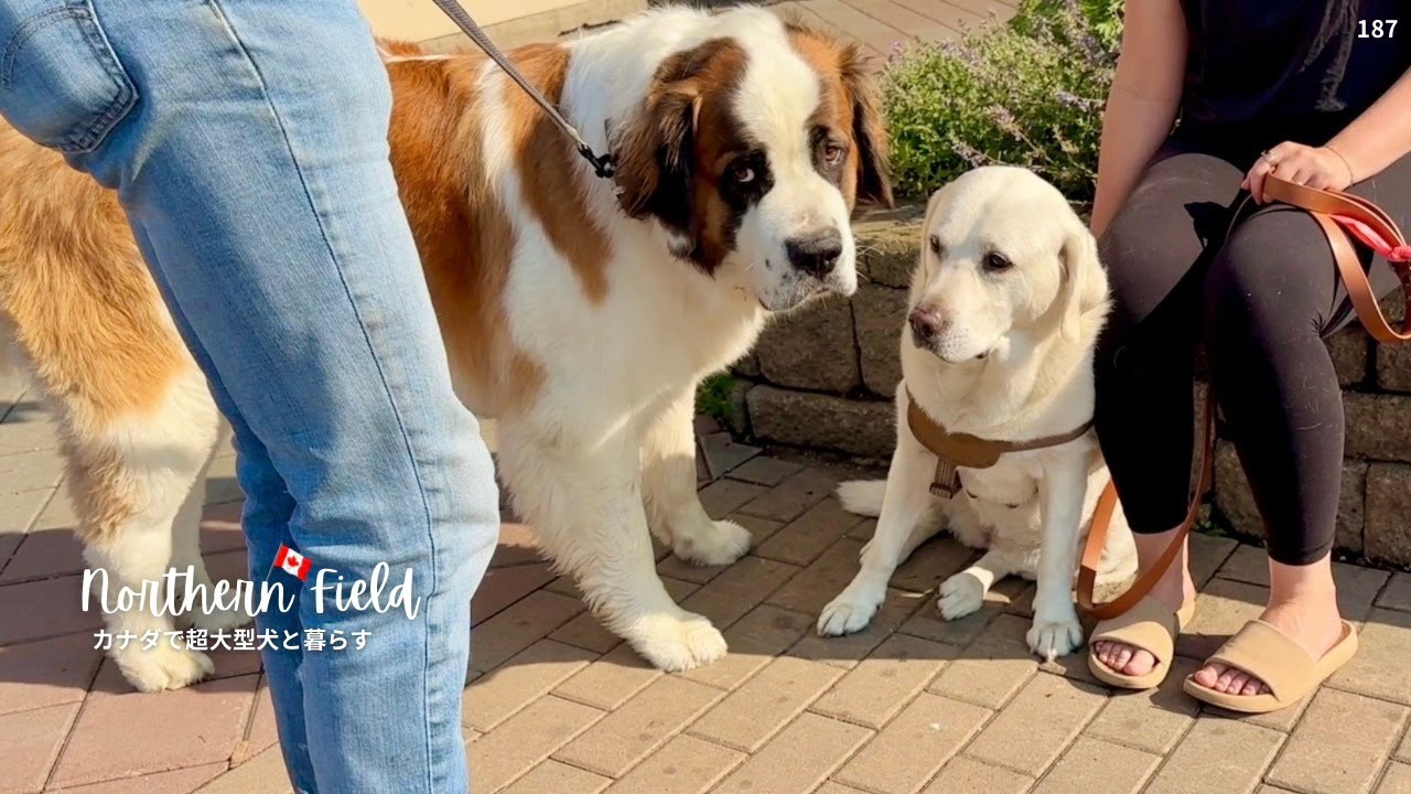 ラブラドールに嫌われた⁉︎セントバーナード／カナダ 今年も山火事の煙【超大型犬 3頭とカナダで田舎暮らし】