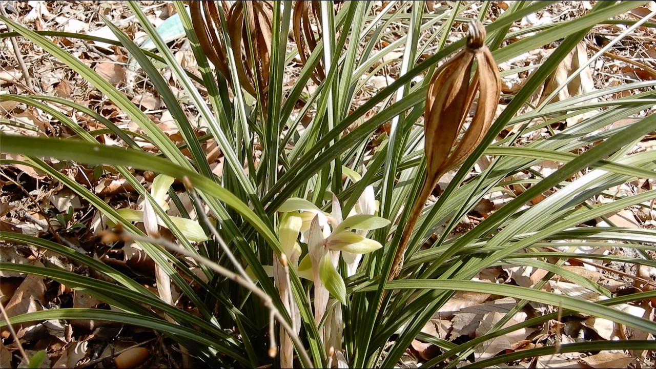 シュンラン/Cymbidium goeringii 14_260316_ガイコツ山/水野の森