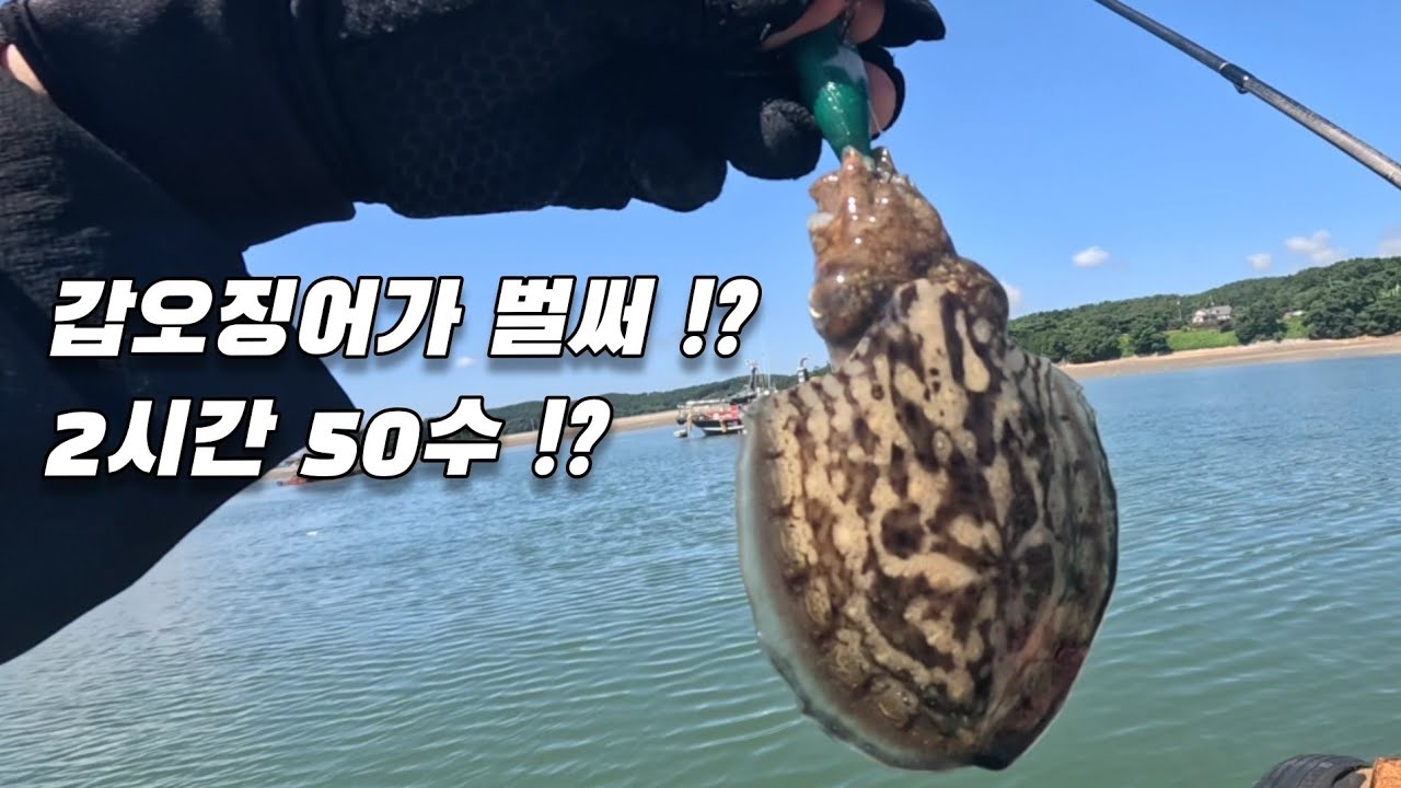 좌대 갑오징어가 쏟아진다 ! 2시간에 50수 !?