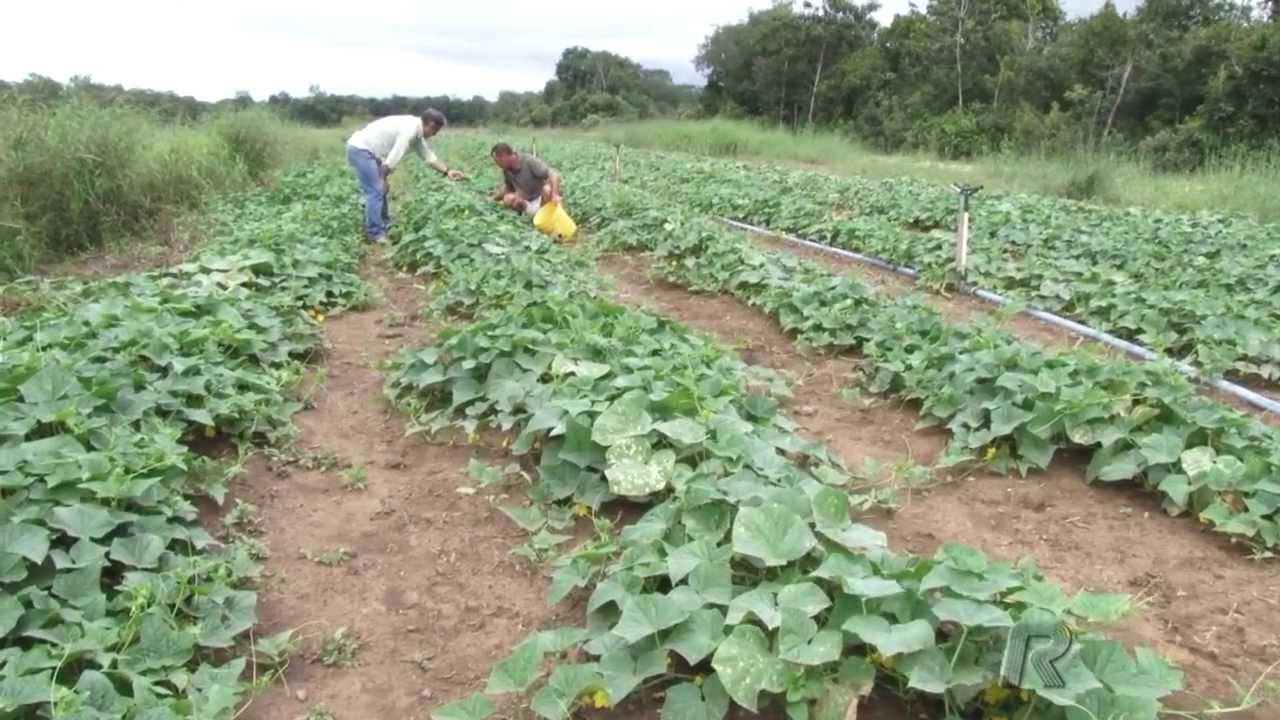 Produção de Pepino