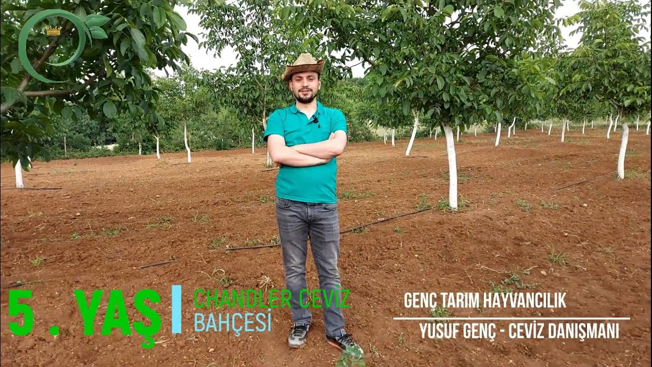 5. YAŞ CEVİZ BAHÇESİ BUDAMA,SULAMA,GÜBRELEME KONTROLLERİ !