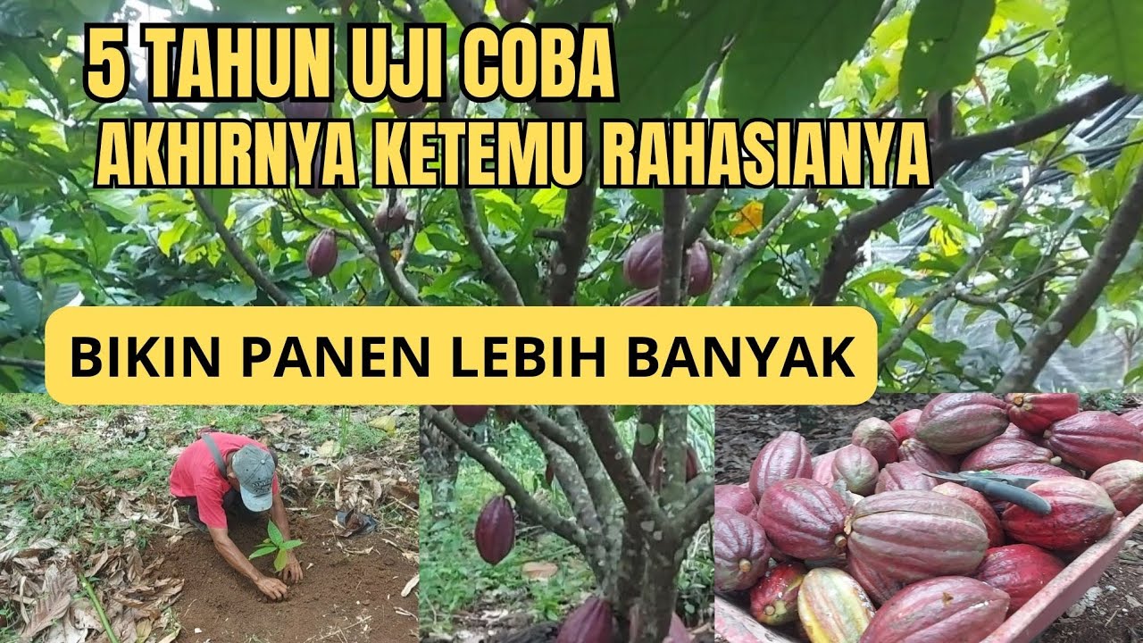KETEMU RAHASIANYA !!! DENGAN METODE TANAM BIJI HASILKAN PANEN KAKAO LEBIH BANYAK
