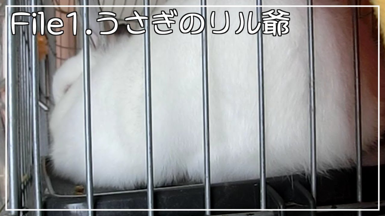 File1.うさぎのリル爺
