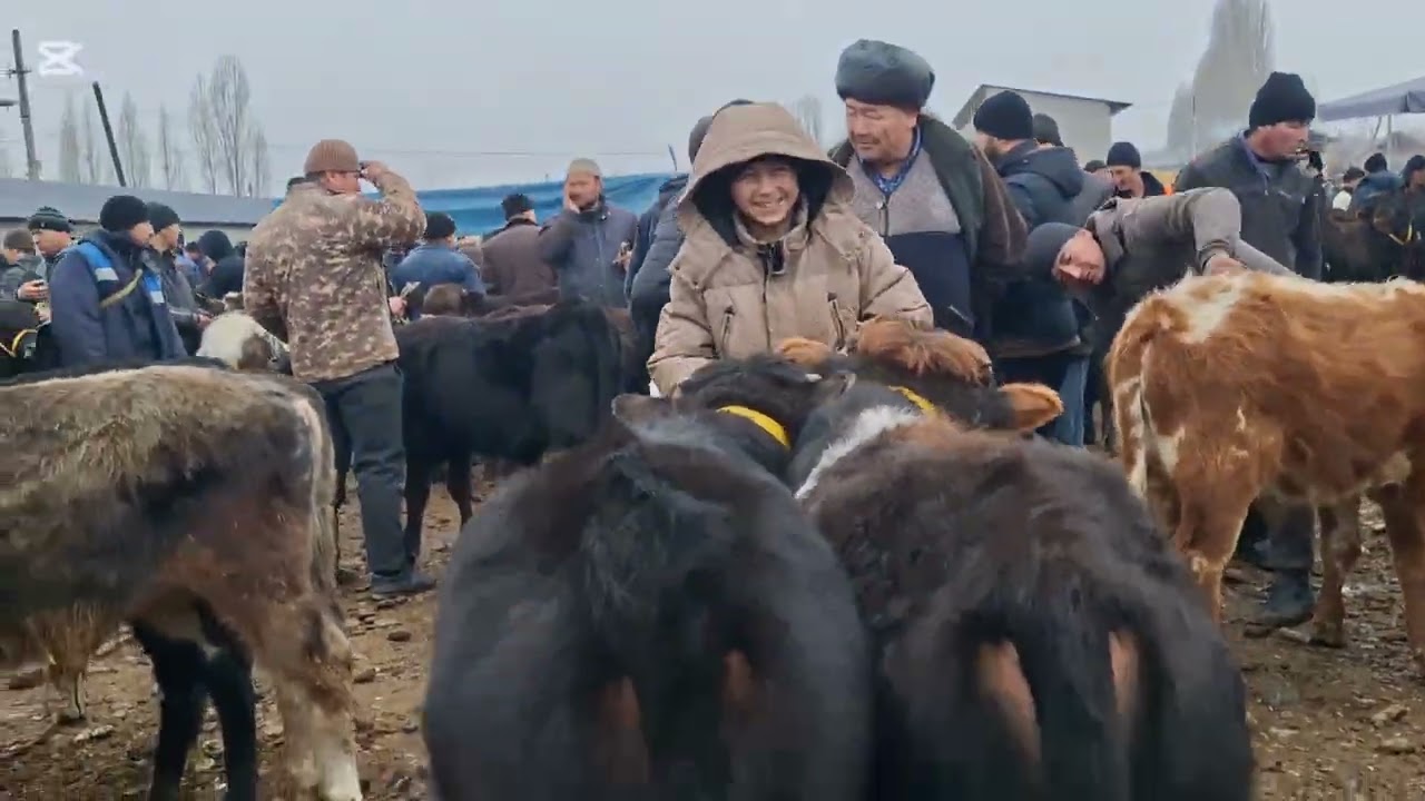 Yangi Qo'rg'on Begavot  mol bozor 17 01 2026 yil