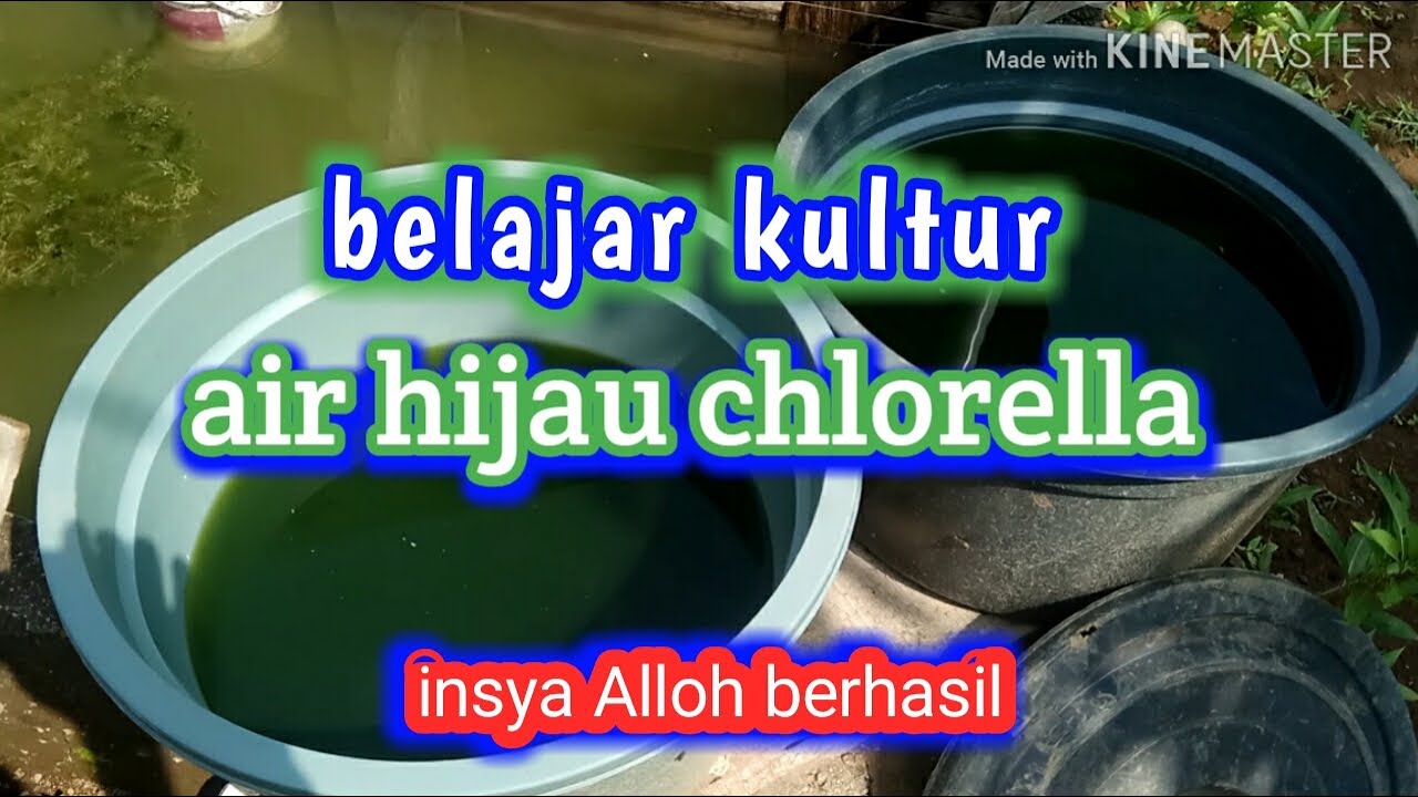 Cara mudah kultur chlorella air hijau #Bahan-bahanya mudah sekali di dapat 👍